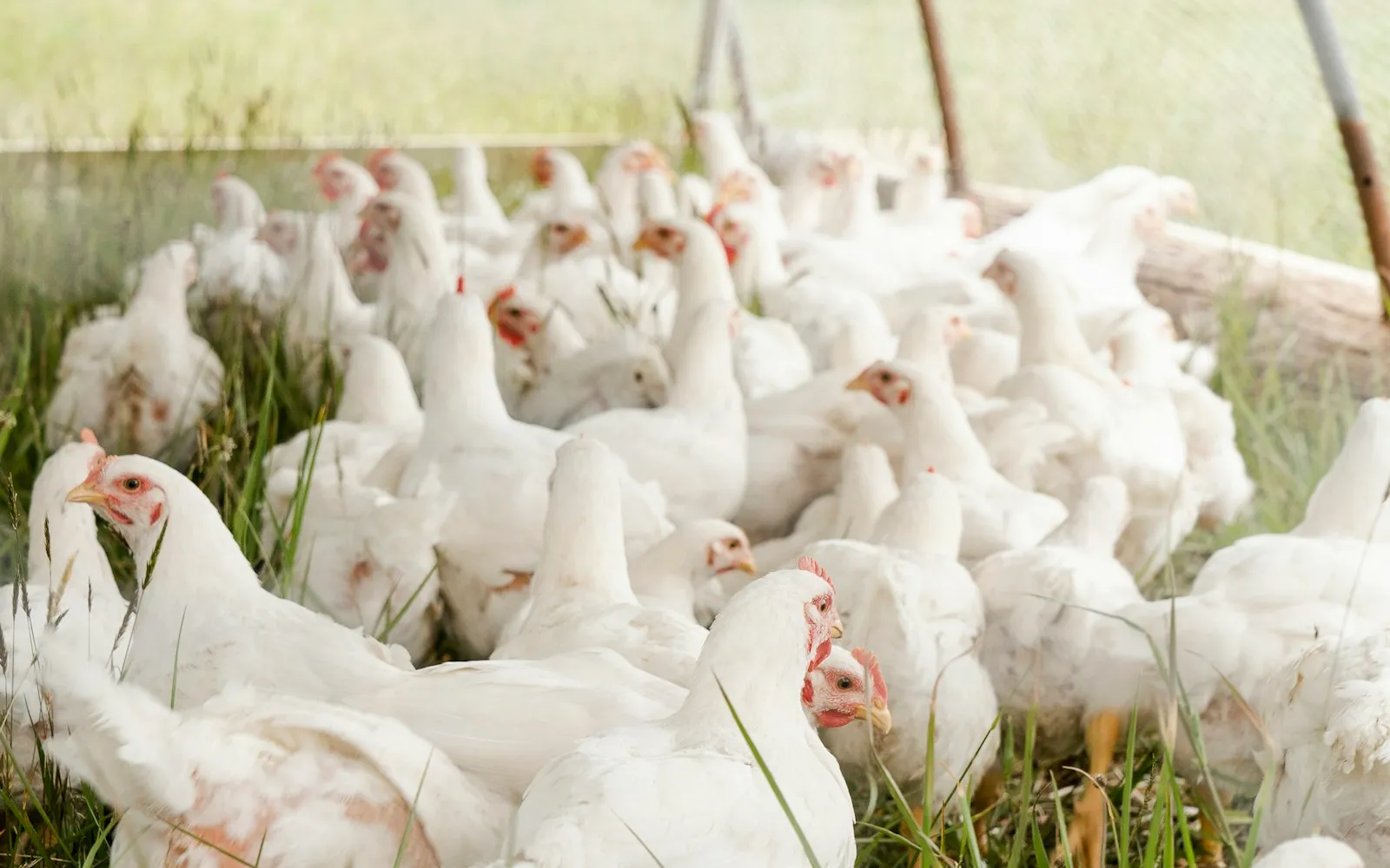 Healthy poultry in a natural environment