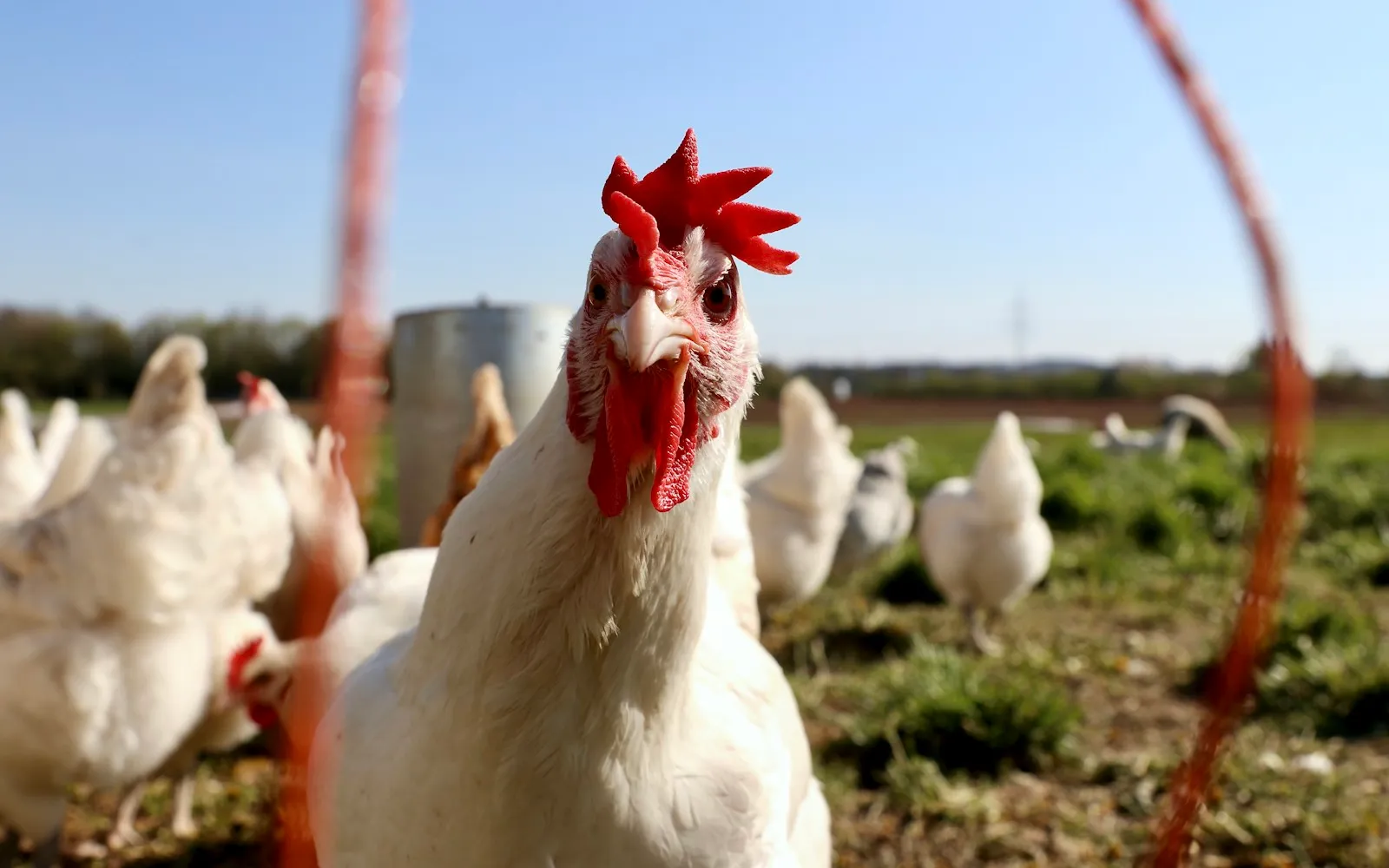 Healthy poultry in a natural environment