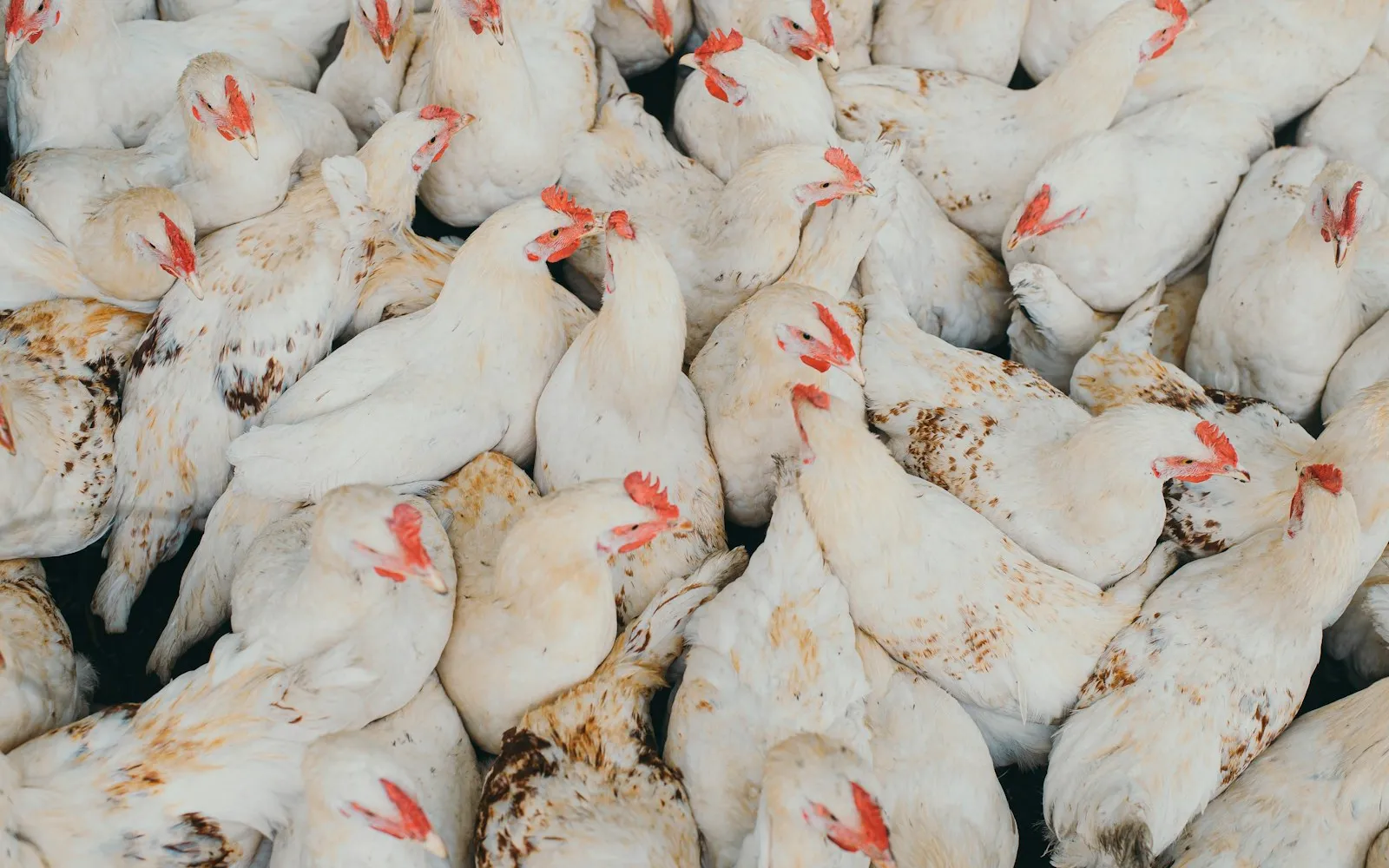 Healthy poultry in a natural environment